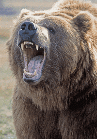 bear GIF