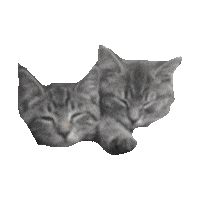 cute kitten STICKER by imoji