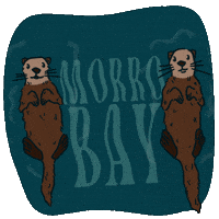 VisitMorroBayCA otters morro bay visit california morrobay GIF