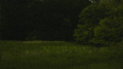 Museum Insects GIF by PBS Digital Studios