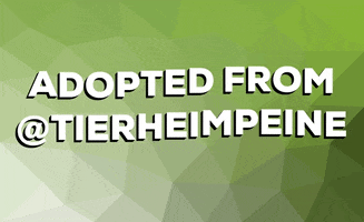 tierheimpeine adopted tierschutz peine tierheim GIF