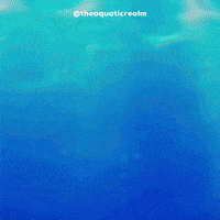 theaquaticrealm turtle aquarium sweetie slider GIF