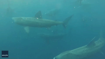 Breaching Basking Shark Joins Dive Group