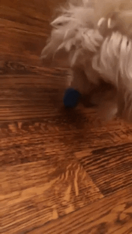 Jewish People Dog GIF by America's Funniest Home Videos