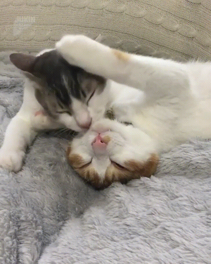 giphy.gif