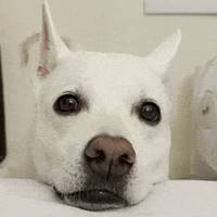 Whatthefatty love happy i love you waiting GIF