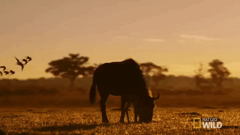 nat geo wild wildebeest GIF by Savage Kingdom