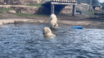 Polar Bear Sisters Play Tug-of-War in Oregon Zoo Pond