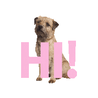 Dog Hallo Sticker by people who kaer