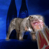 APB_Bulldogs bulldog pharaoh english bulldog king pharaoh GIF