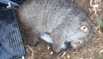 Wombat Wraps Himself Around Bottle of Ice to Keep Cool