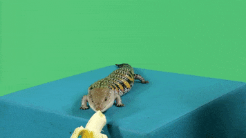 kingping banana lizard ping kingping GIF