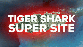 Tiger Shark Super Site