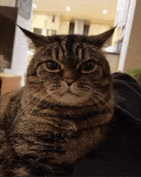 Cat Angrycat GIF