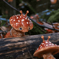 Argue Fly Agaric GIF