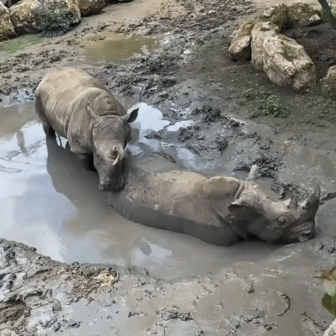 Cuddle Puddle: Pair of Rhinos Celebrates Special Day With a Soak