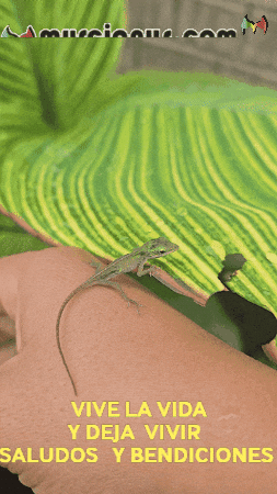 La Vida Feliz GIF by Murcianys LLC