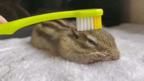 cuteanimalland giphyupload GIF