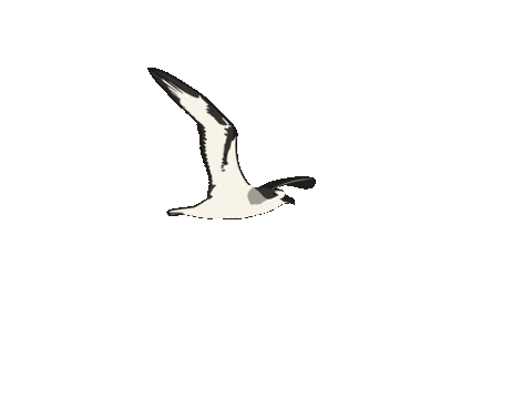 La Reunion Bird Sticker