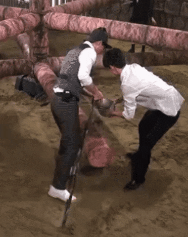 ddalggi giphyupload GIF