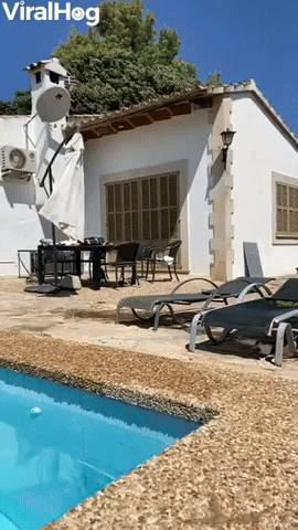 Jack Russell Pool Long Jump