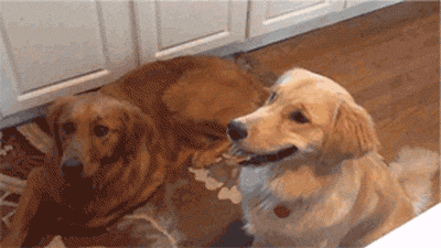 things GIF
