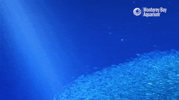 Open Sea Swimming GIF by Monterey Bay Aquarium