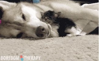 kitty cuddle GIF