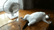GIF by VakantieVeilingen