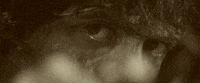 Rambo Lionsgate GIF by Rambo: Last Blood