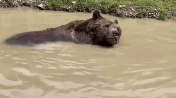 Bear Takes a Refreshing Dip at Wildlife Sanctuary
