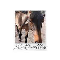 Polaroid Waffles Sticker by WIT Equestrian Clothing Co.