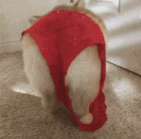 pants GIF