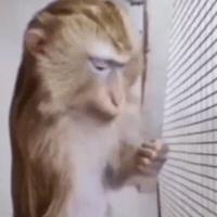 Czz GIF