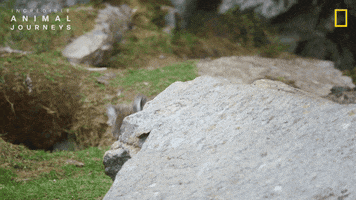 National Geographic GIF by Nat Geo Wild