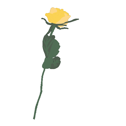 aephetcharaporn rose one jaewon Sticker