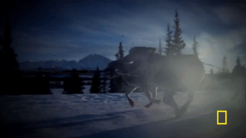 GIF by National Geographic Channel