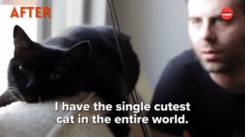 The Single Cutest Cat