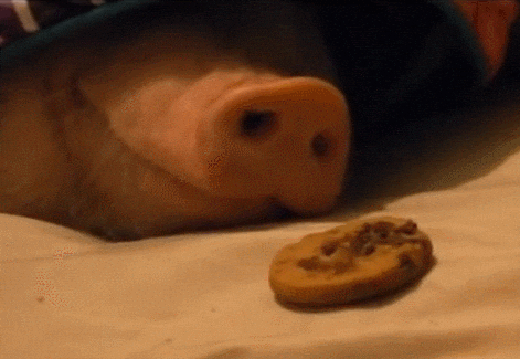 pigs love GIF