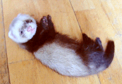 baby GIF