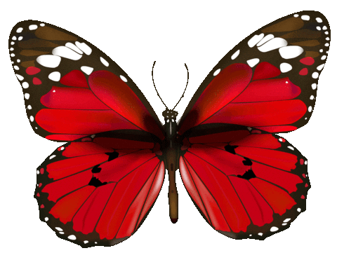 Fly Butterfly Sticker