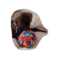 Pawcord Sticker by Pawcordbyfranzi