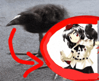 Bird Crow GIF