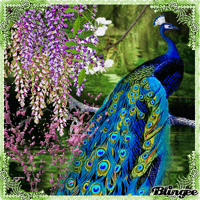 feathers GIF