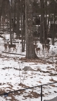 Deer Herd Gathers Near New Hampshire Home