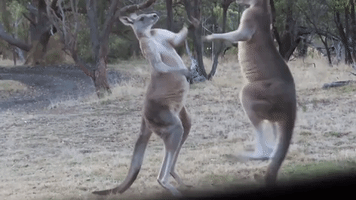 Kangaroos Go Head-to-Head
