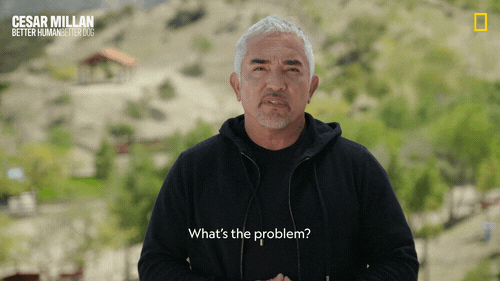 Dogwhisperer GIF by National Geographic Channel