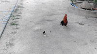 Brave Chick Chases Rooster