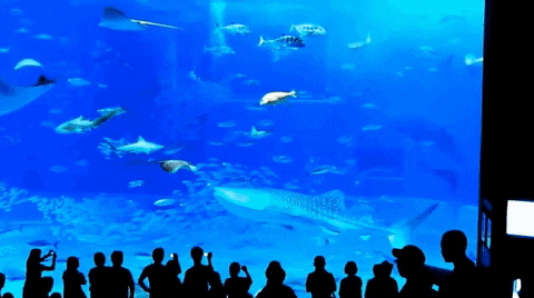 yj_jane giphygifmaker GIF