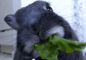Loop Munching GIF